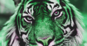 In The Tiger’s Wake